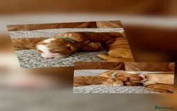 Mixed Breed dogs for sale: Cavapoo/cockapoo, ready September £1250. Cardiff - Image 7