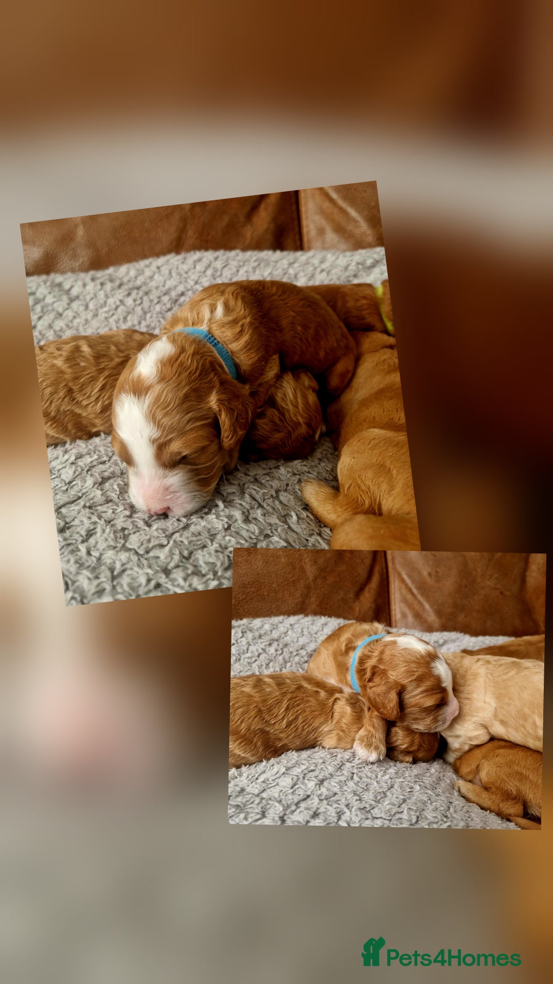 Mixed Breed dogs for sale: Cavapoo/cockapoo, ready September £1250. Cardiff - Image 7