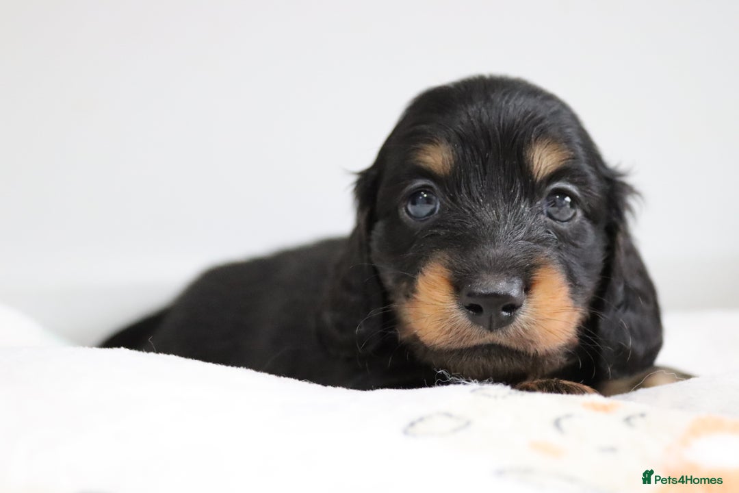 Miniature Dachshund dogs for sale: Ready now miniature long haired dachshunds in Stowmarket - Image 5