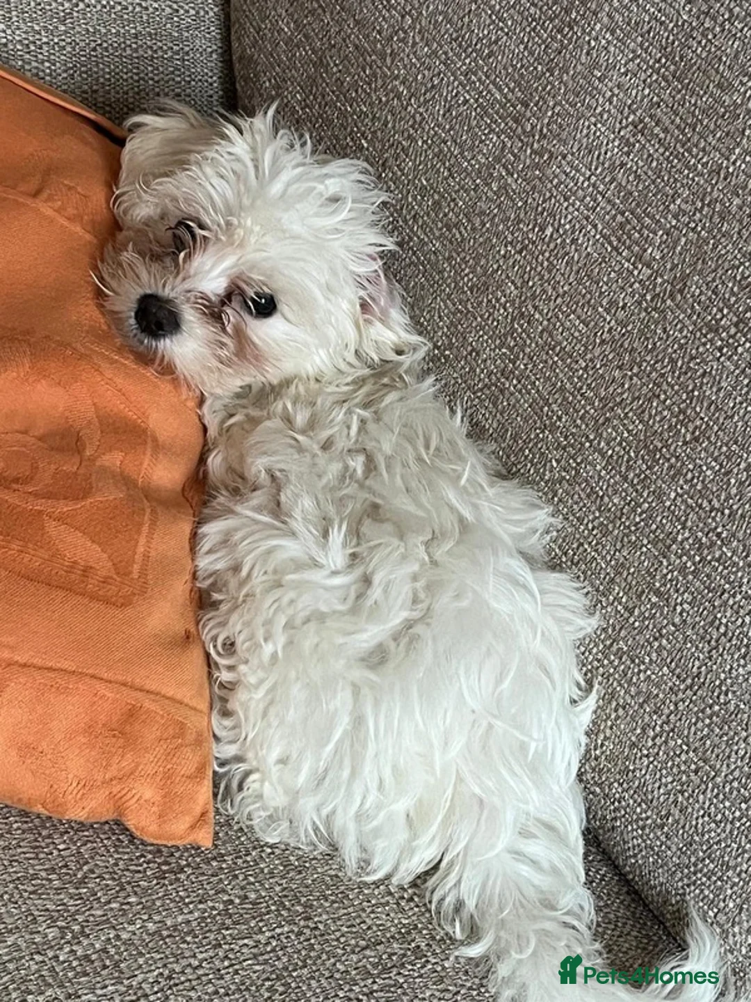 Bichon Frise dogs for sale: Two Mini Bichon Frise Ready for their New Home - Advert 11