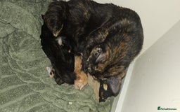 Mixed Breed cats for sale: 3 kittens for sale  - Image 4
