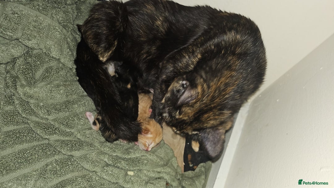 Mixed Breed cats for sale: 3 kittens for sale  - Image 4