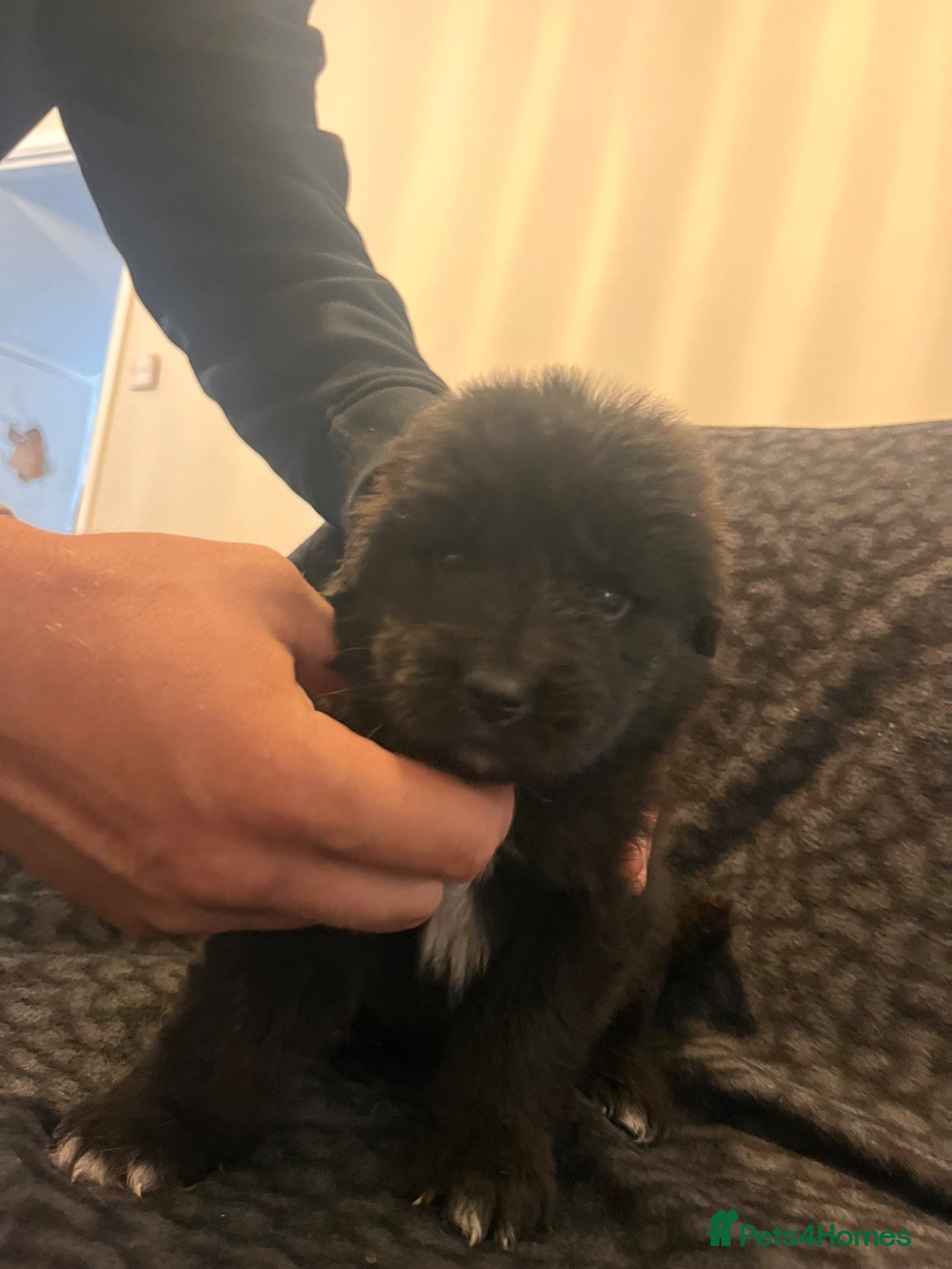 Mixed Breed dogs for sale: Black & landseer Newfoundland puppies  - Advert 24