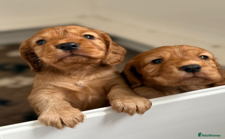 Cocker Spaniel dogs - Advert 8