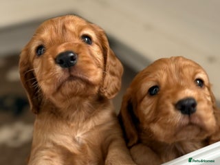 Cocker Spaniel dogs - Advert 8