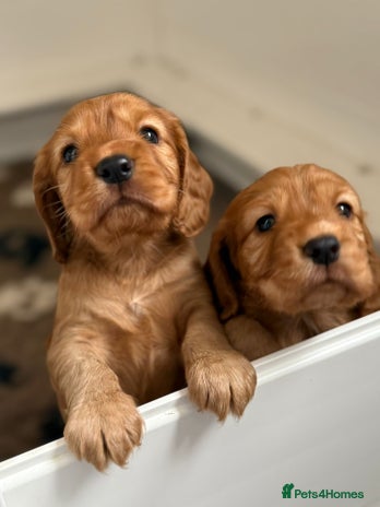 Cocker Spaniel dogs - Advert 9