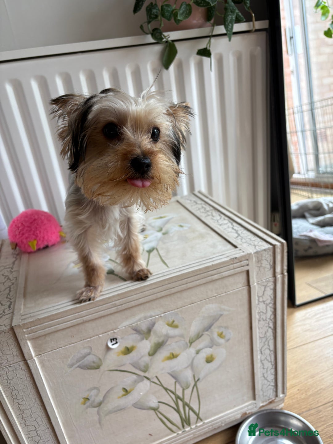 Yorkshire Terrier dogs for sale: Mini Yorkshire terrier puppy  - Image 4