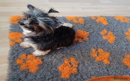 Biewer Terrier dogs for stud: Purebred Pedigree Biewer Terrier Stud in Merthyr Tydfil - Image 15