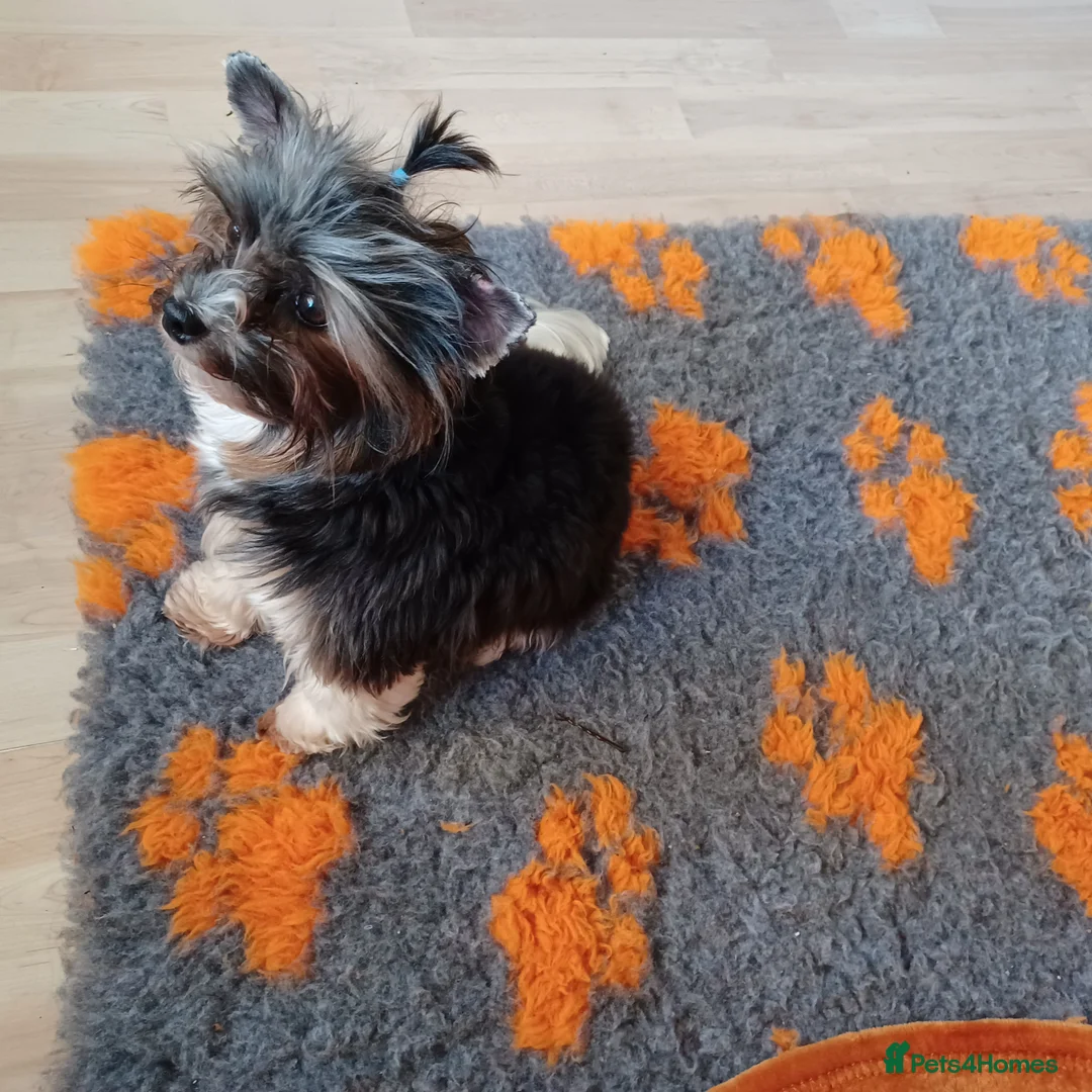 Biewer Terrier dogs for stud: Purebred Pedigree Biewer Terrier Stud in Merthyr Tydfil - Advert 15