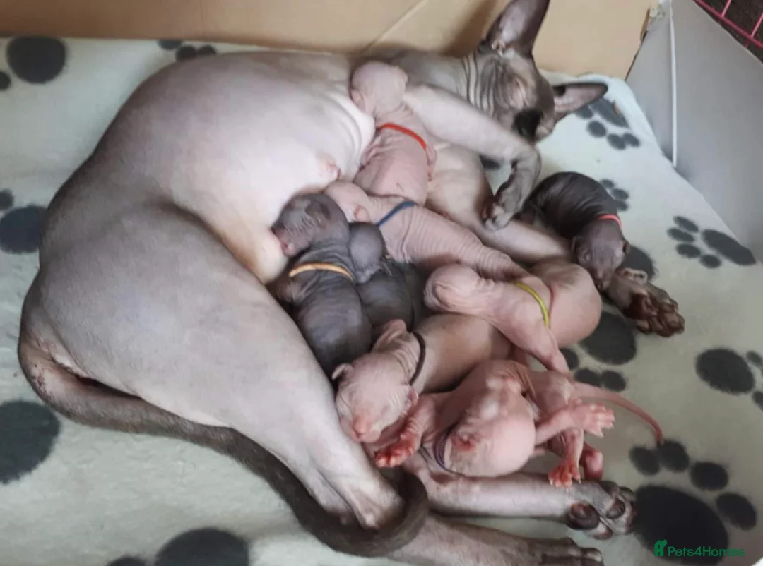 Sphynx cats for stud: Tica Registered Canadian Sphynx in Hull - Advert 8