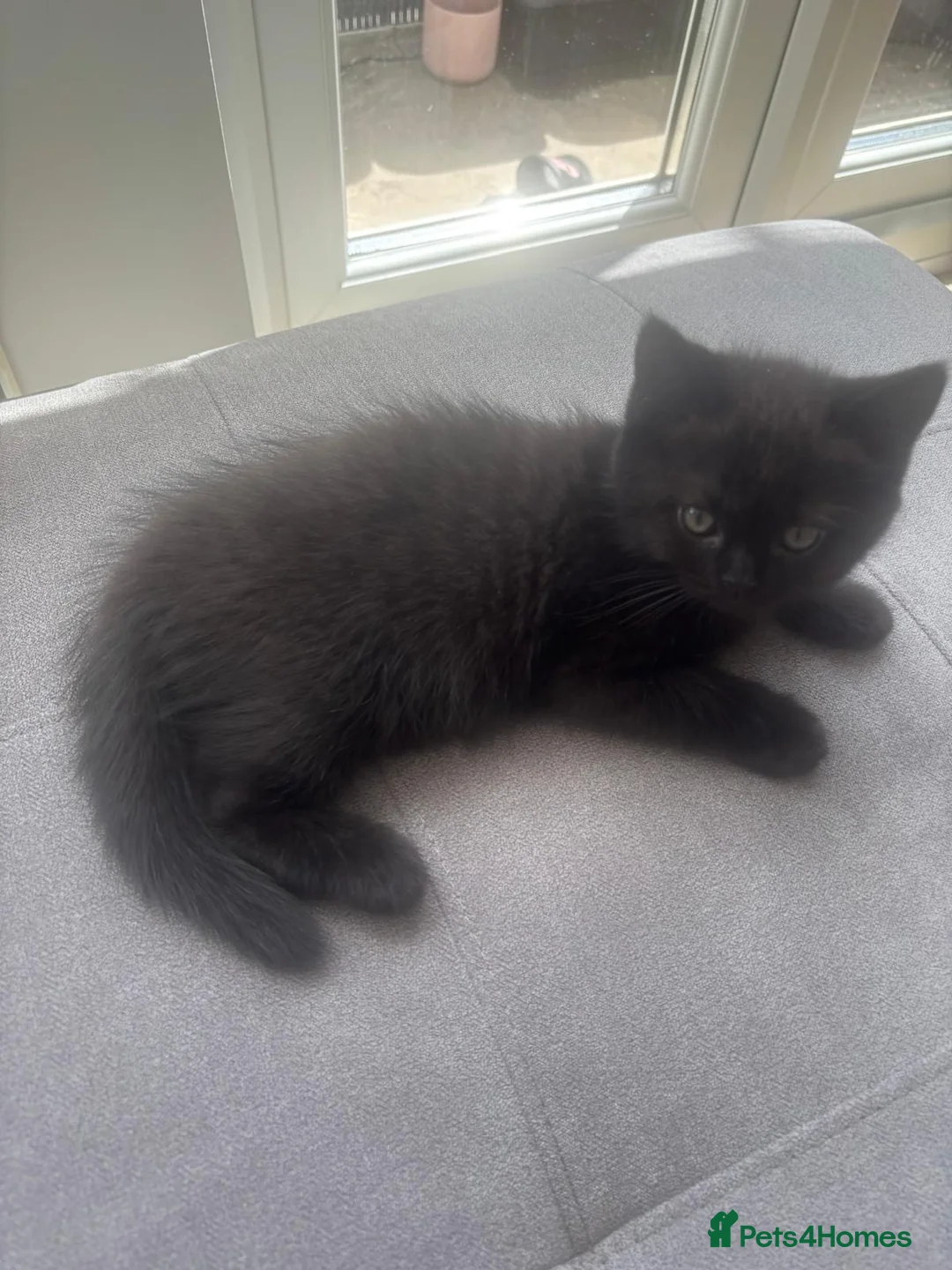 Mixed Breed cats for sale: Mixed breeds (British Shorthair) in London - Advert 2