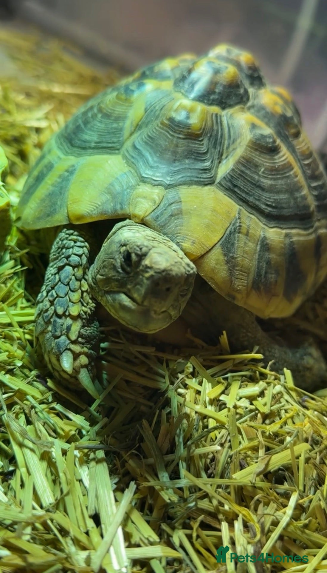 Hermann Tortoise reptiles Male and Female hermanns tortoises - Advert 1