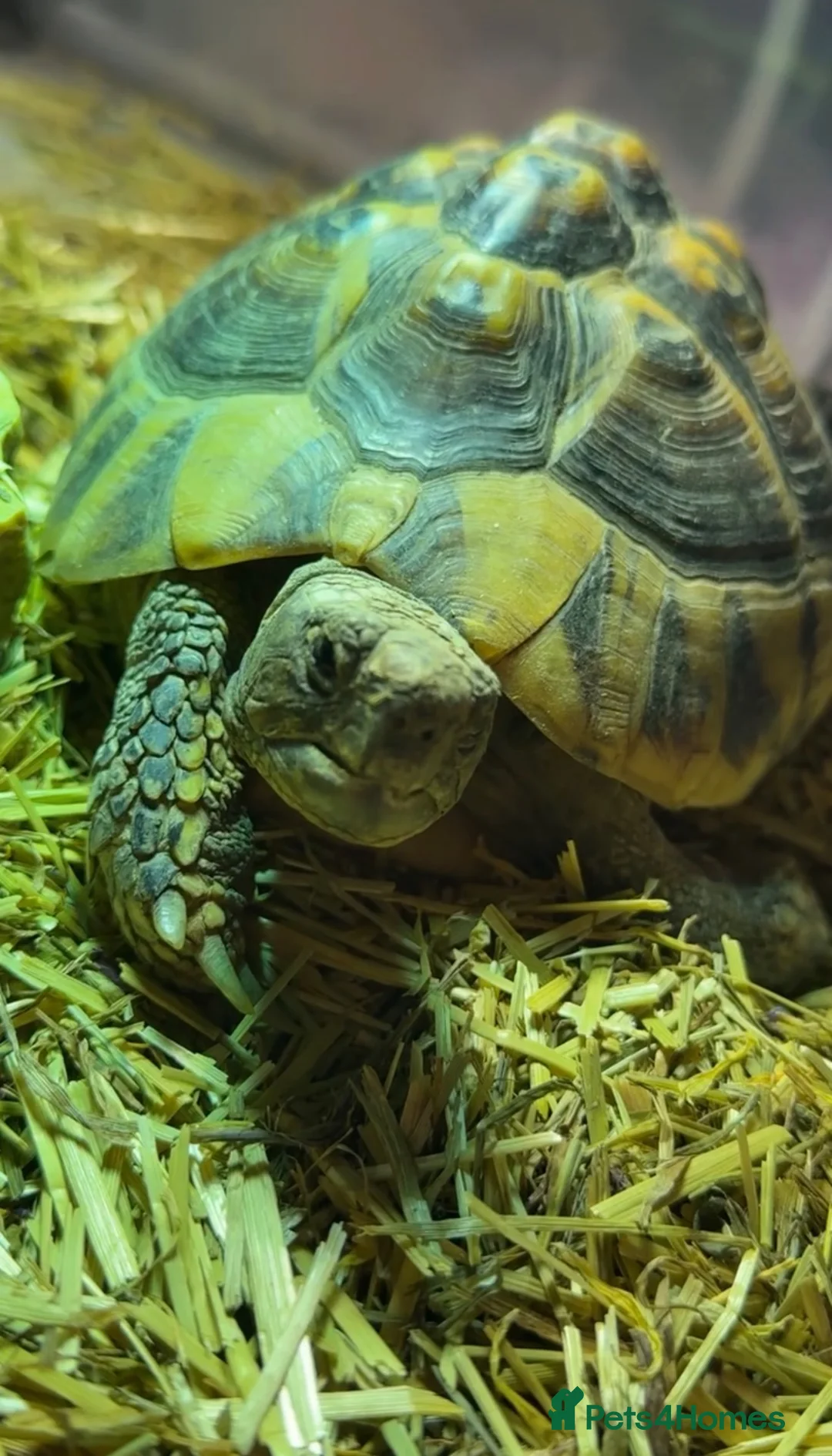 Hermann Tortoise reptiles for sale: Male and Female hermanns tortoises - Advert 1