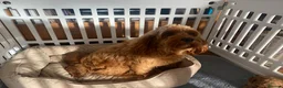 Cockapoo dogs for sale:  F1b American Cockapoos * Health Tested Parents * - Advert 25
