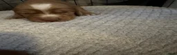 Cocker Spaniel dogs for sale: Beautiful top class red cockers  - Advert 10