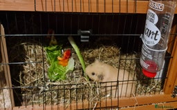 Guinea Pig rodents for sale: Two Guinea pigs with large double hutch and run - Image 6
