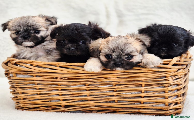 Shih Tzu dogs - Advert 1