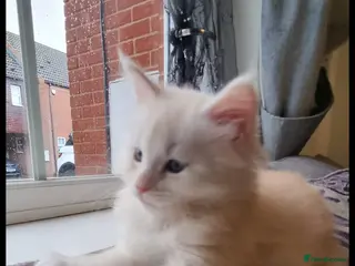 Maine Coon cats Cream and white large kitten Tica registered - Advert 18