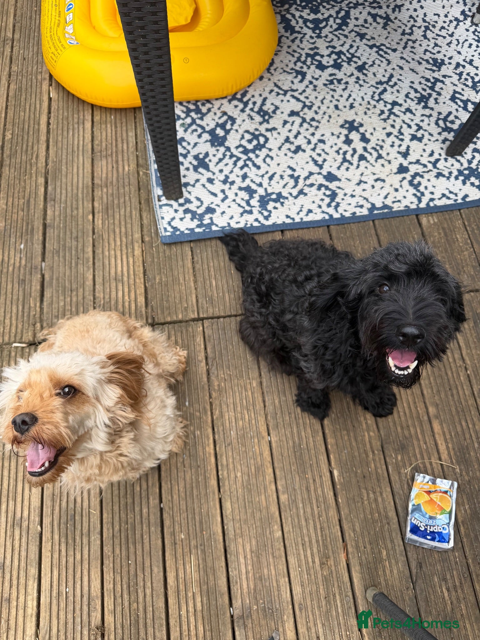 Cockapoo dogs 🐶unique cockapoo puppies🐶 - Advert 2