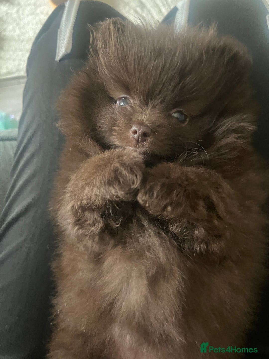 Pomeranian dogs for sale: Beautiful short snout kc pomeranian puppies - Advert 13