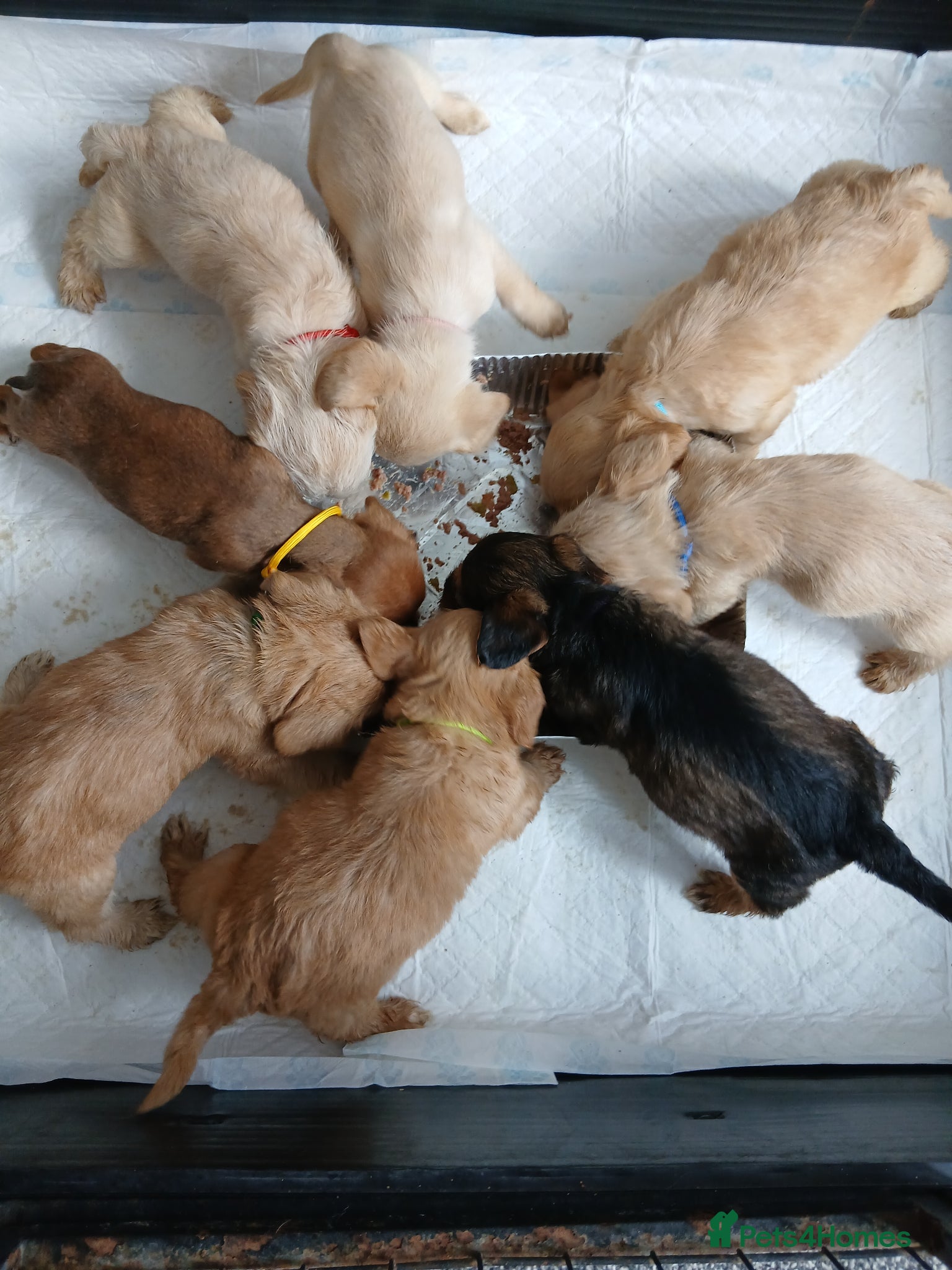 Mixed Breed dogs 8 dachshund x jack Russel puppies  - Advert 2