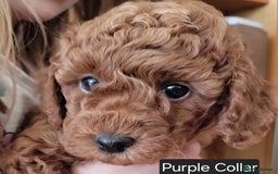 Miniature Poodle dogs for sale: Miniature Red Poodle KC Reg Full Pedigree - Image 19