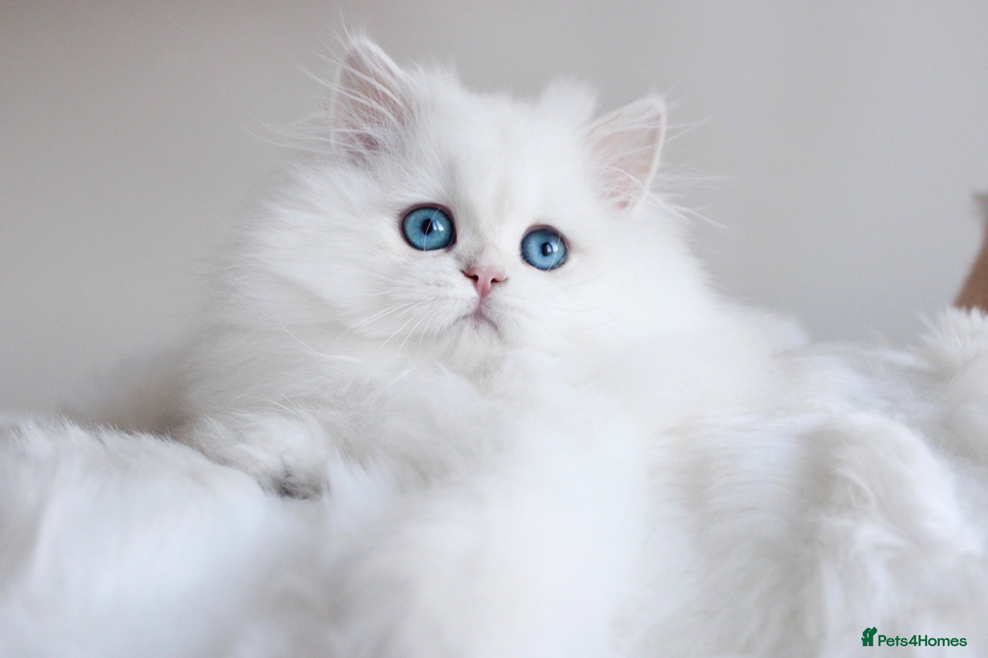 British Longhair cats Super Rare & Top Quality Kittens - Advert 8