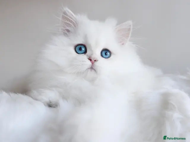 British Longhair cats for sale: Super Rare & Top Quality Kittens - Advert 1
