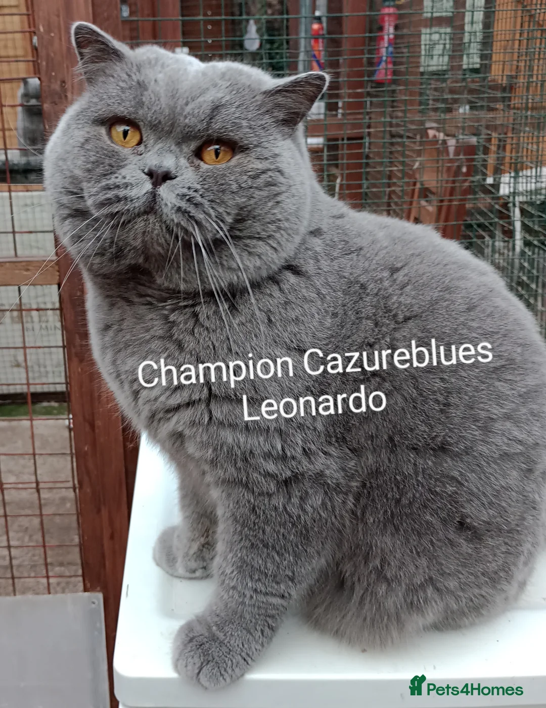 British Shorthair cats for stud: Gccf Studs Blues Lilac, Blue Bi, Cream bi Bi in Manchester - Advert 17