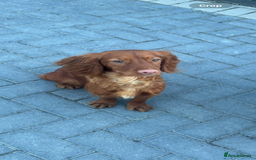 Cockapoo dogs for sale: Red Cockapoo Puppies - Image 9
