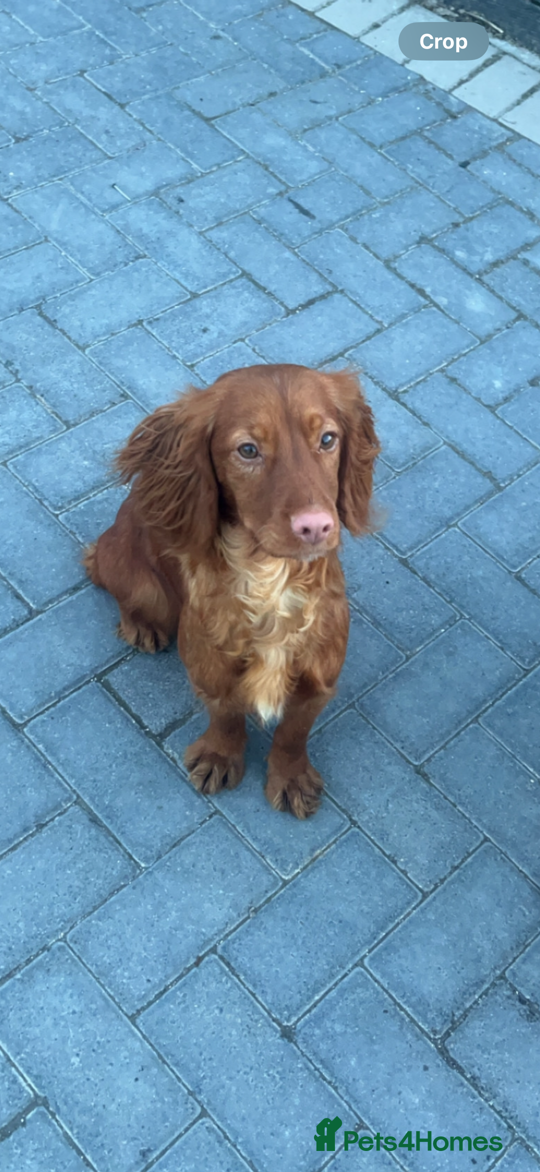 Cockapoo dogs for sale: Red Cockapoo Puppies - Image 9