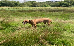 Rhodesian Ridgeback dogs for sale: Rhodesian ridgebacks for sale - Image 10