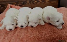 Maltese dogs for sale: 💙 Adorable Maltese Puppies for Sale - Image 13