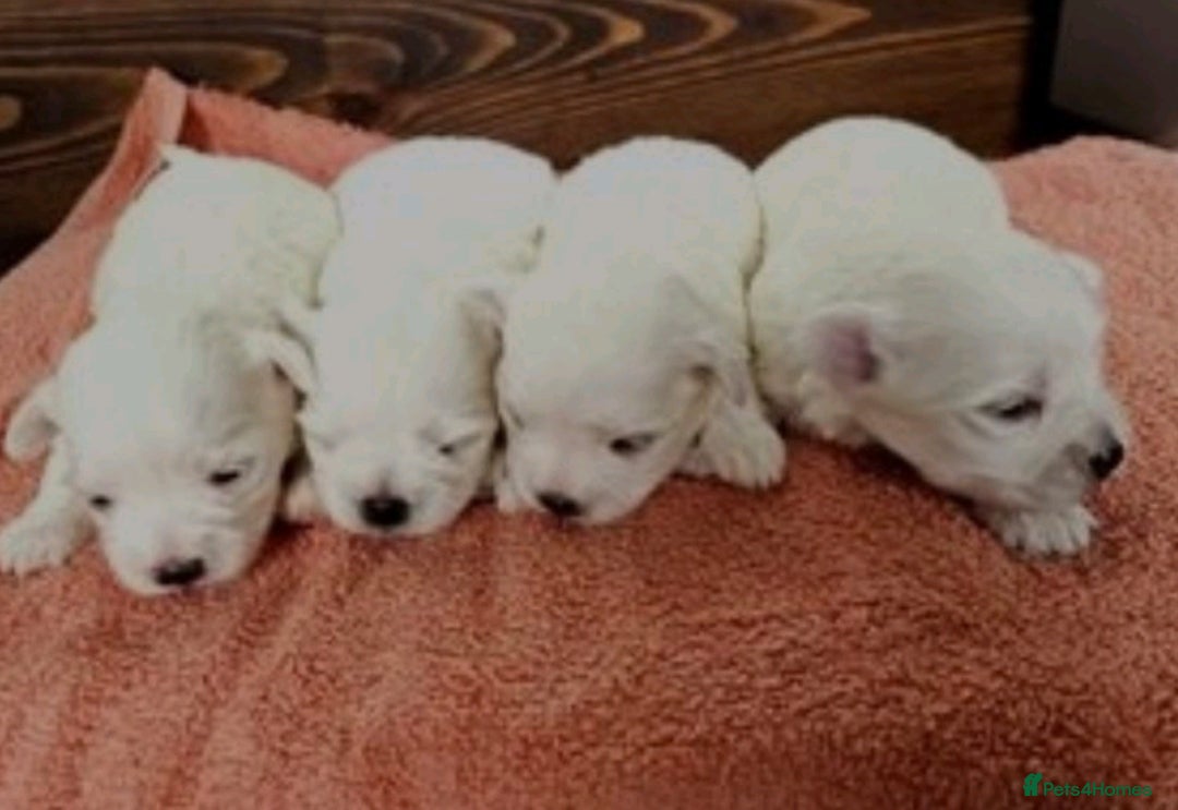 Maltese dogs for sale: 💙 Adorable Maltese Puppies for Sale - Image 13