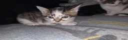 Mixed Breed cats for sale: 3 beautiful kittens ready to leave - Advert 5