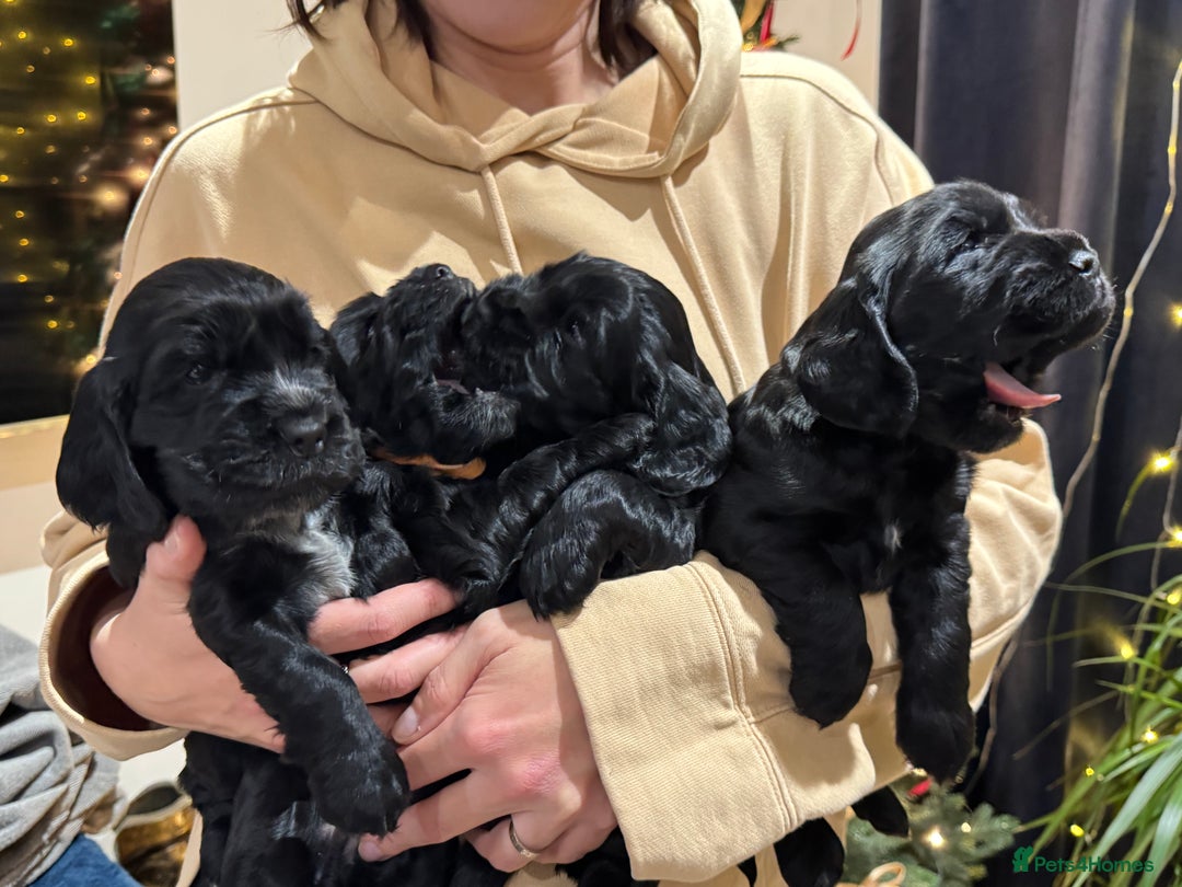 Cocker Spaniel dogs for sale: Show Type Cocker Spaniel  - Advert 2