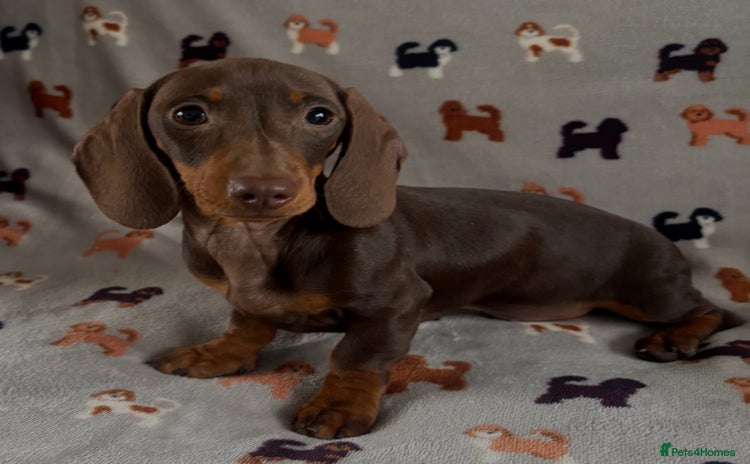 Dachshund dogs - Advert 6