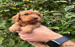 Cocker Spaniel dogs for sale: Health Tested Clear Cocker Spaniel Puppies  - Image 2