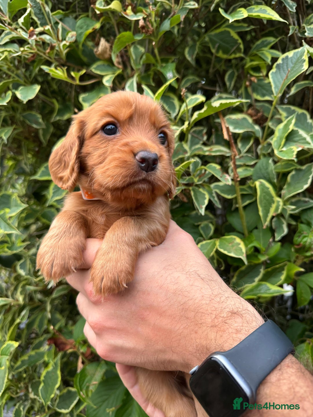 Cocker Spaniel dogs for sale: Health Tested Clear Cocker Spaniel Puppies  - Image 2