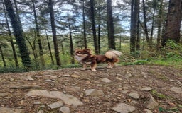Chihuahua dogs for sale: Stunning Russian lines, Long haired Chihuahuas  - Image 24