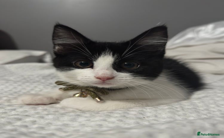 Mixed Breed cats - Advert 13