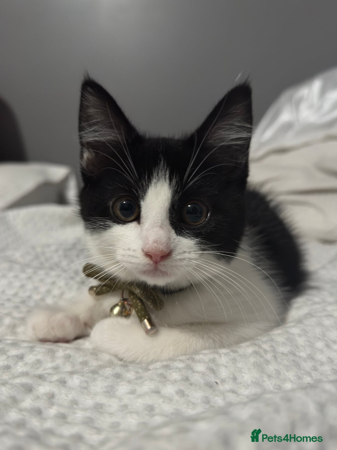 Mixed Breed cats for sale: Kitten / mixed breed  - Image 1