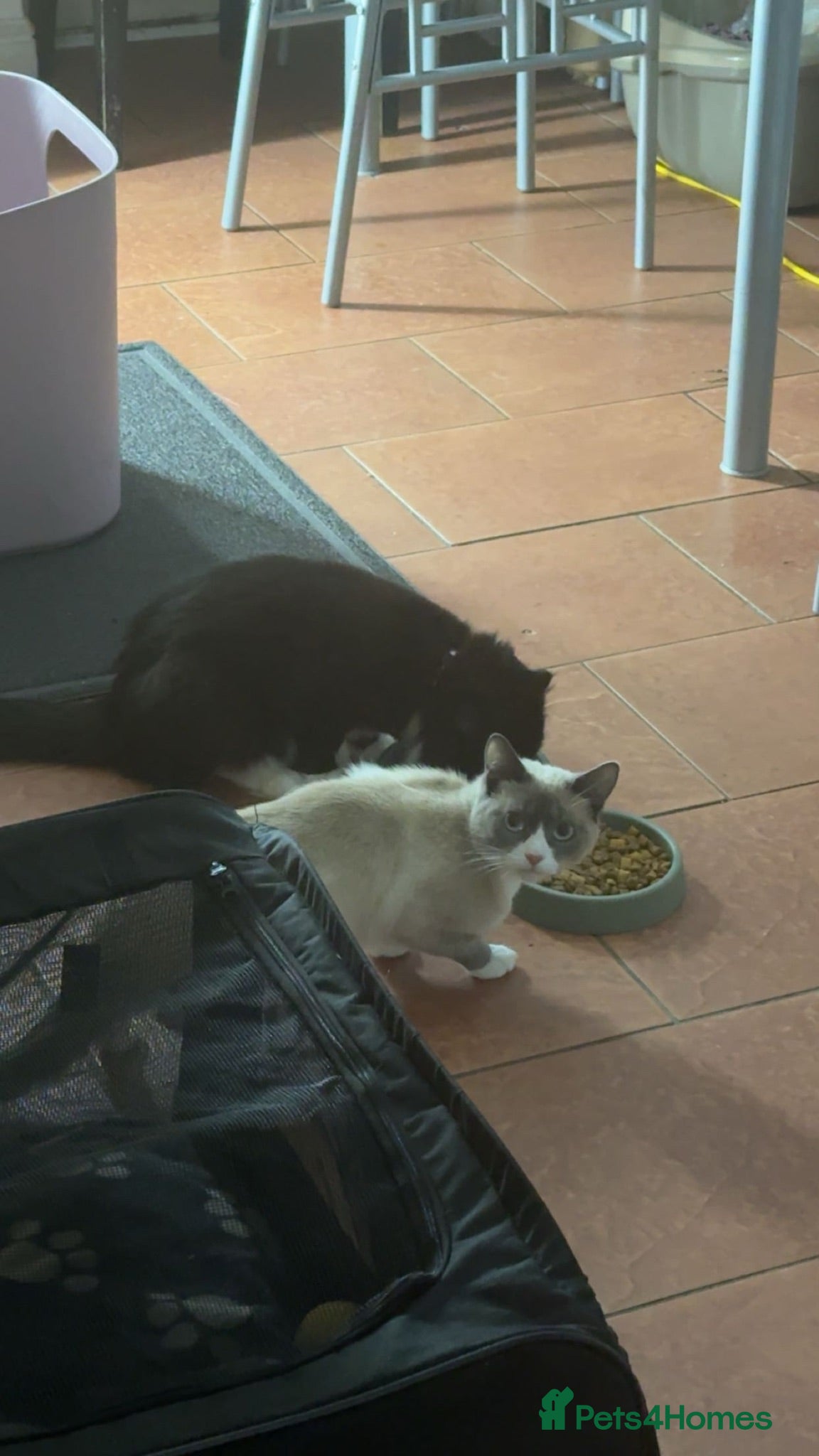 Mixed Breed cats 1 year old cats for sale/ sisters  - Advert 13