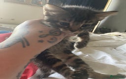 Mixed Breed cats for sale: Beautiful tabby kittens ready to leave  - Image 5