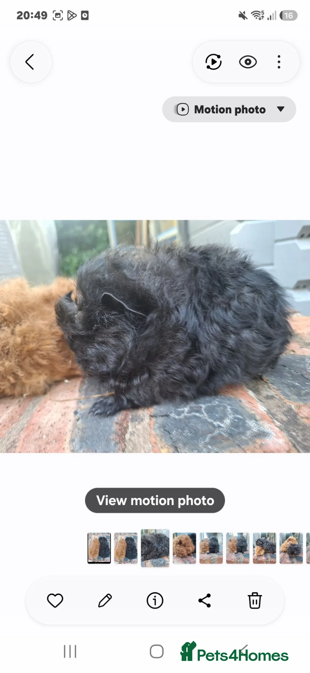Guinea Pig rodents for sale: Pair of Gorgeous super friendly boy guinea pigs - Advert 5