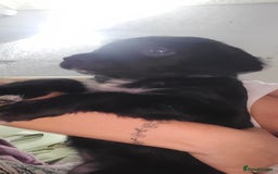 Mixed Breed dogs for sale: Border collie x irish setter pups *READY 3RD SEP* - Image 39