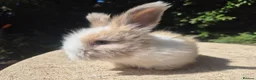 Angora rabbits for sale: 🩷 FULL FACE ANGORA BABIES- PARENTS FROM🇫🇷 - Advert 23