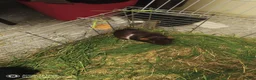 Guinea Pig rodents for sale: A very sad rehoming due to relocation  in High Wycombe - Advert 6