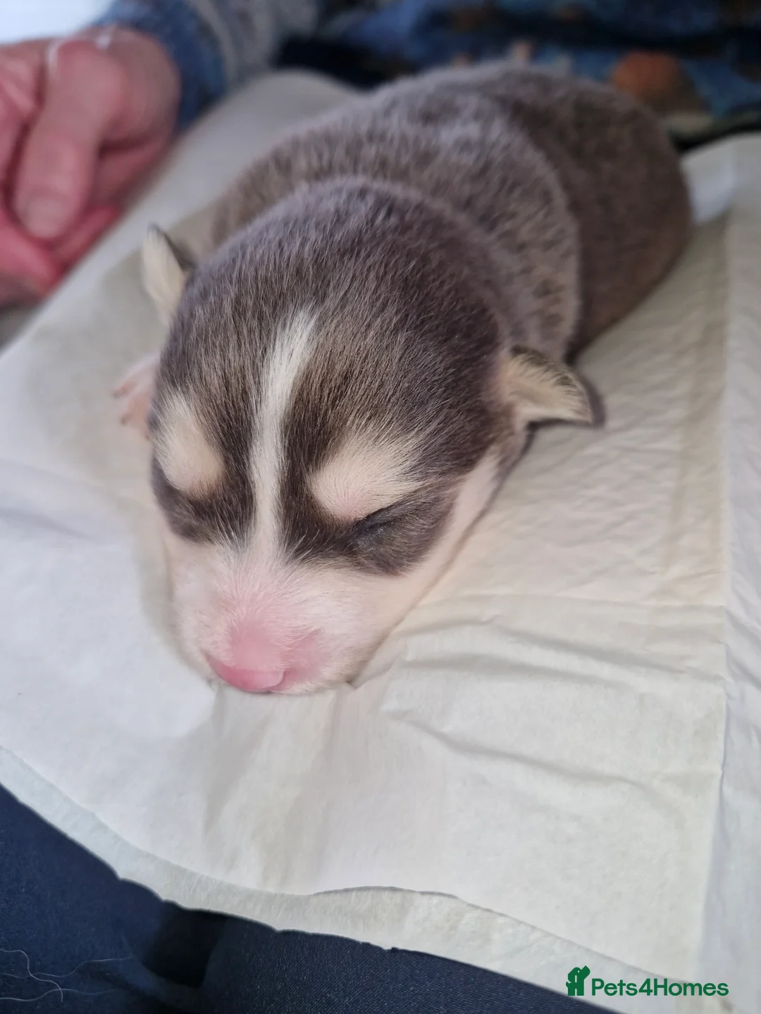 Pomsky dogs for sale: Litter of 6 Pomsky puppies - Advert 6