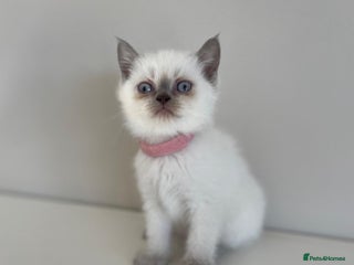 Scottish Fold cats Very Friendly Kittens, Pedigree Scottish Fold - Advert 5